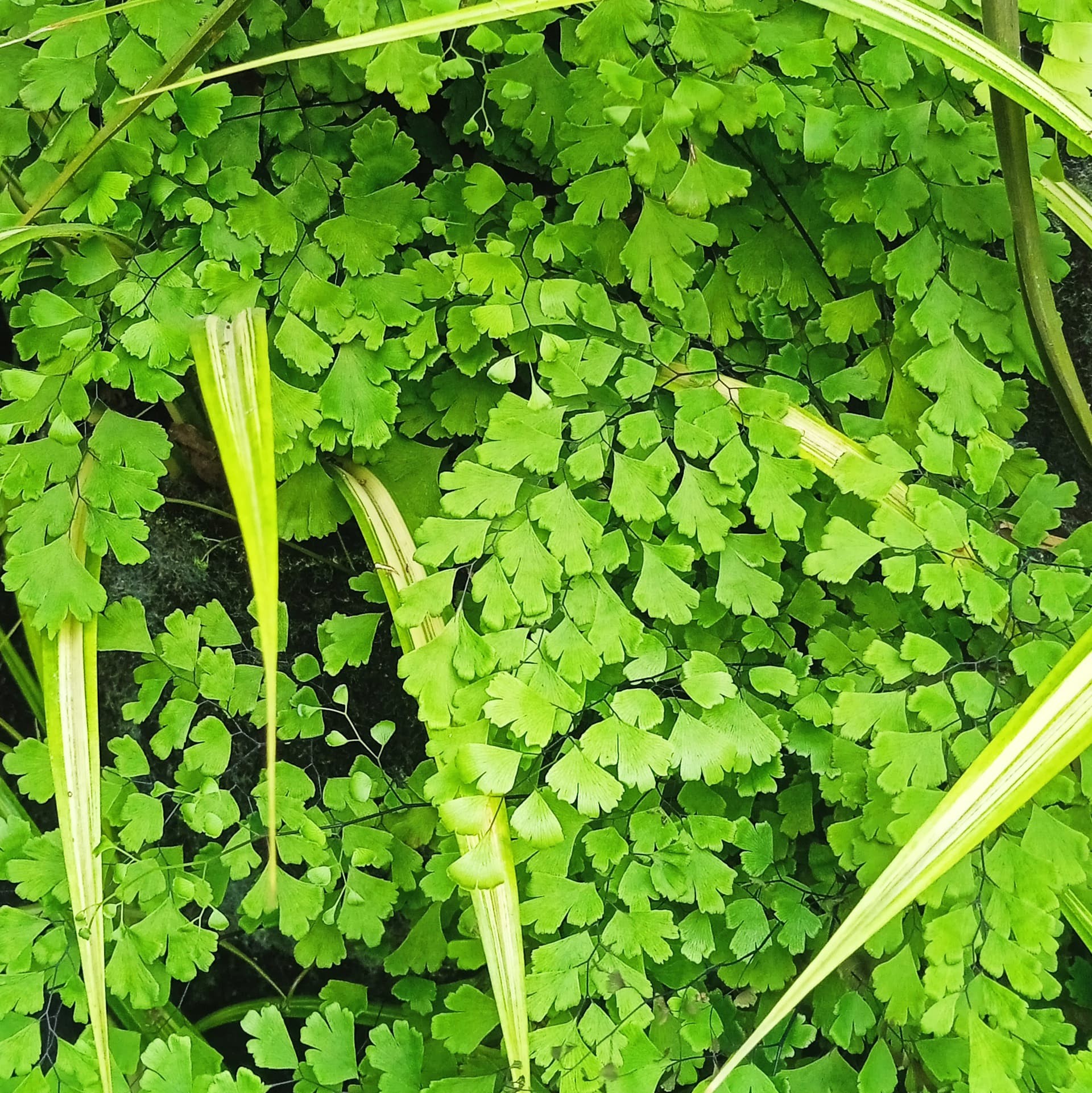 May Flowers Horticulture Installation 96